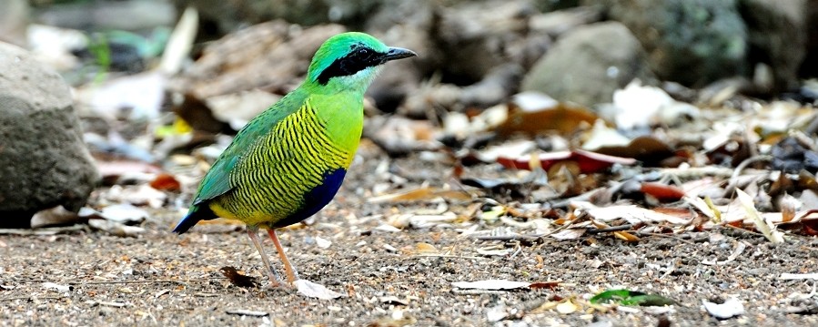 birds in Vietnam 